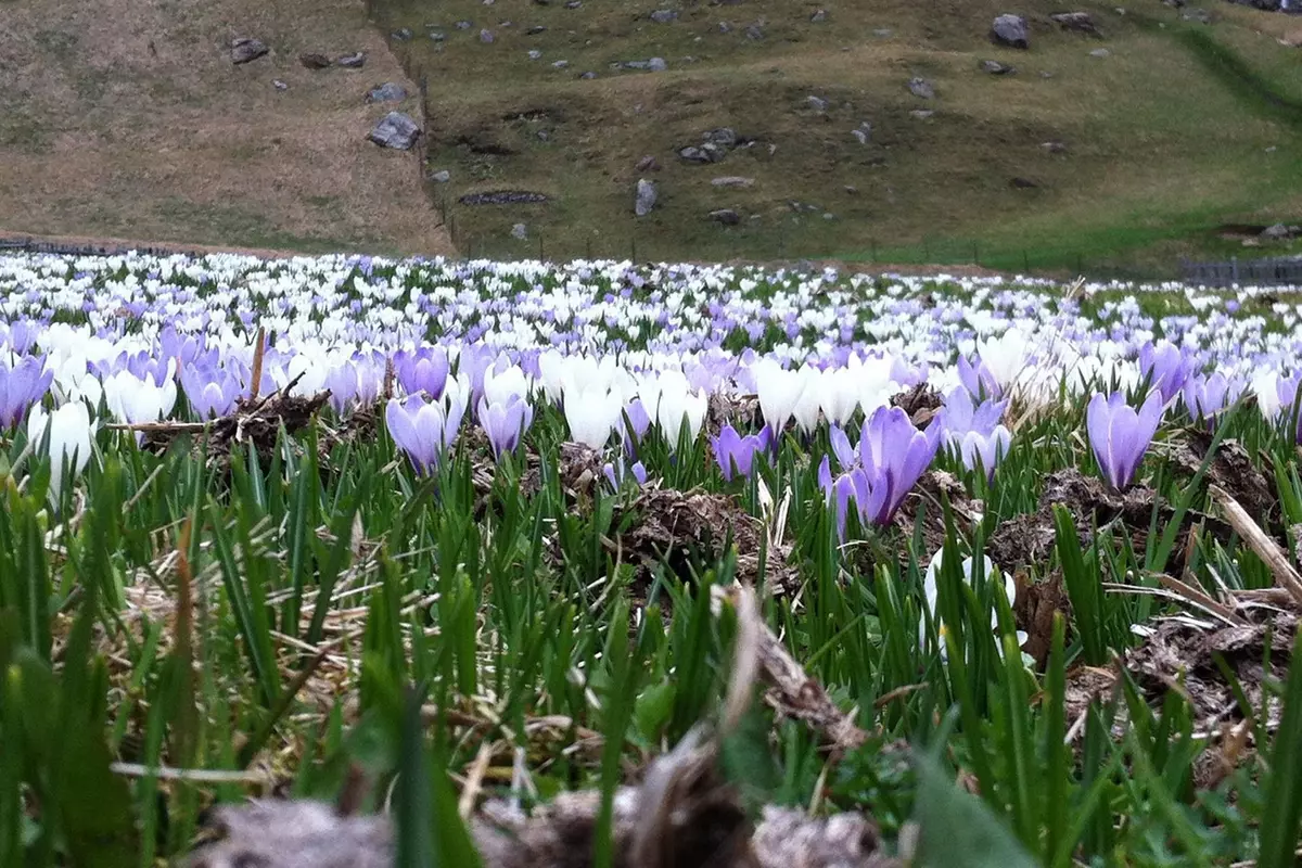 Krokusse in Langtaufers: Der farbenprächtige Blütenteppich am Reschenpass