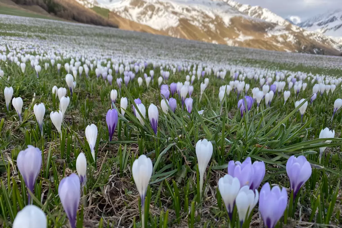 Frühlingserwachen in Langtaufers